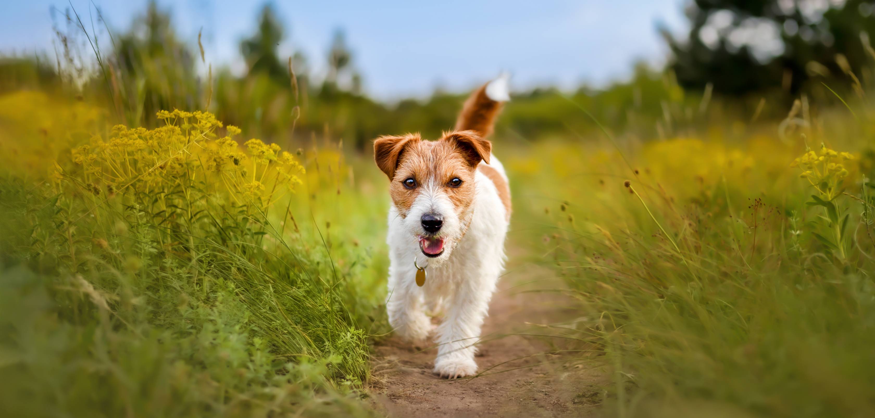 assurance chien