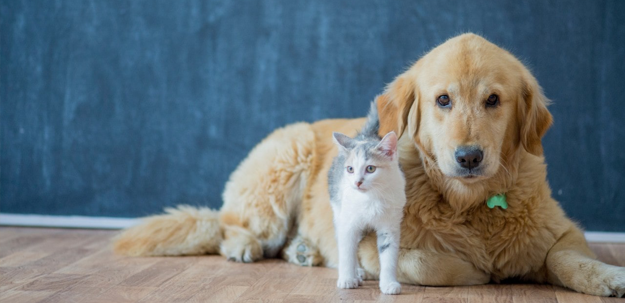 Assurance chien chat