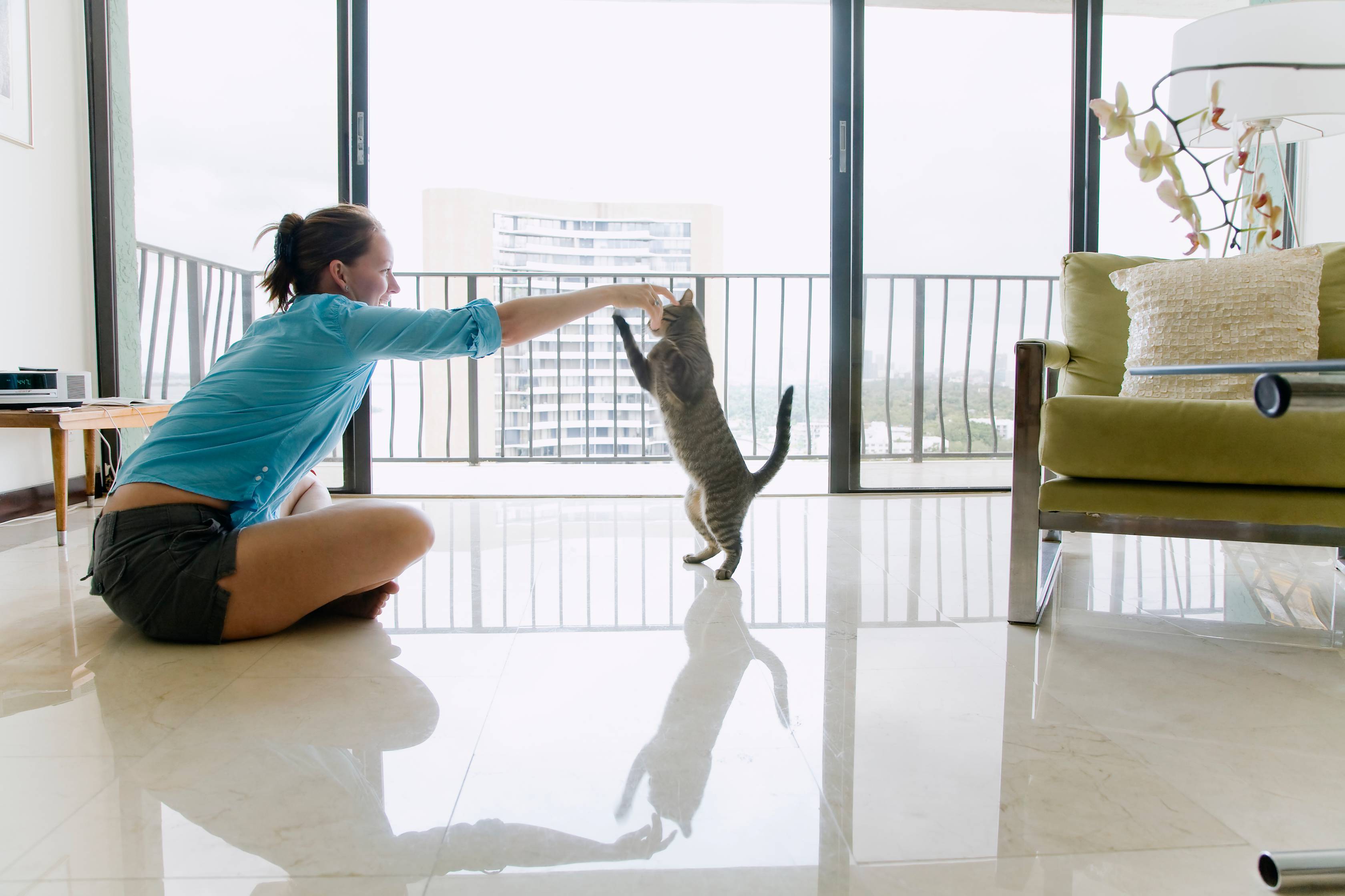 assurance animal de compagnie