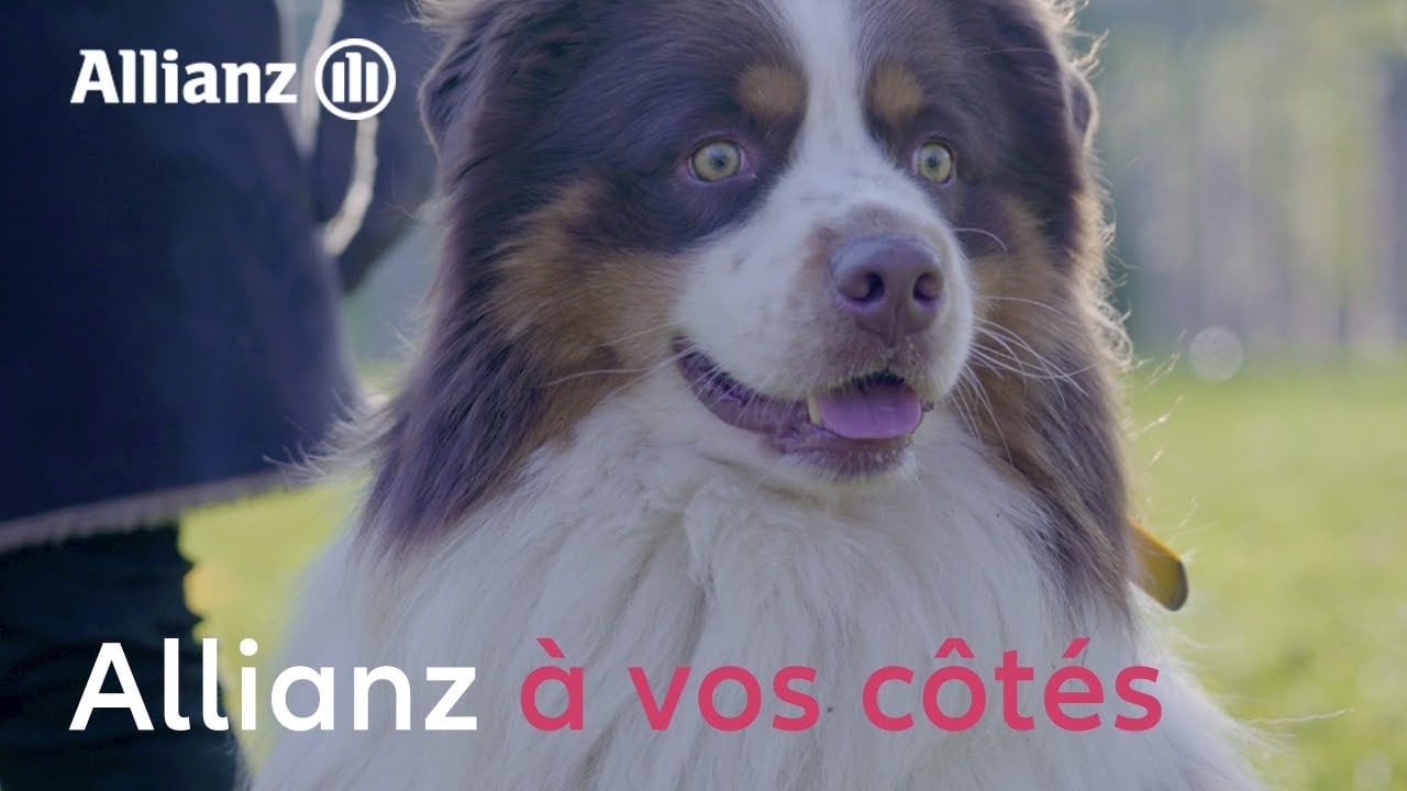 assurance sante chien chat