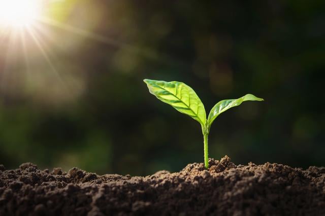 Plante écologique éclairée par le soleil