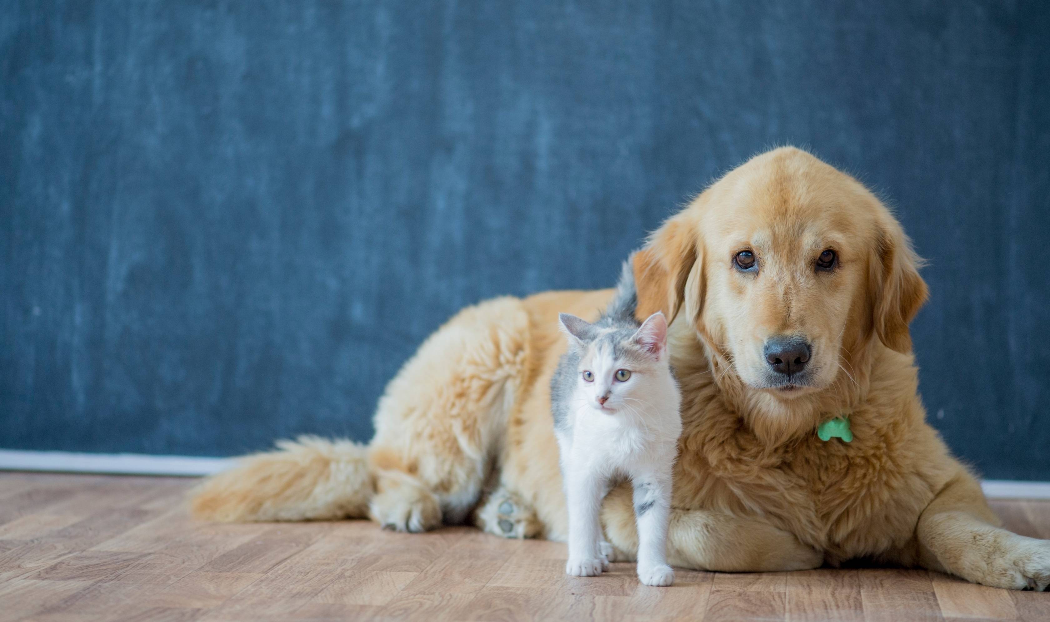 assurance chien